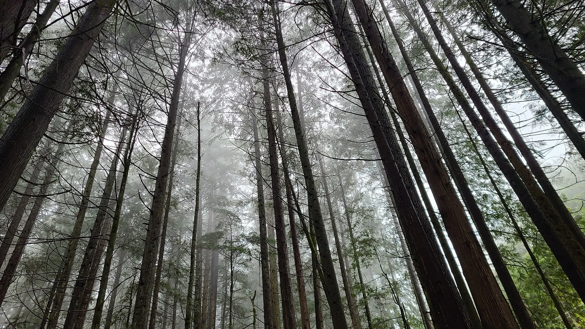 Misty forest canopy photographed from a quiet trail
