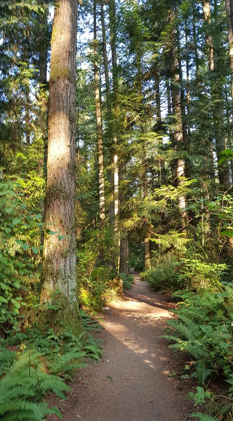 A quiet forest path used for everyday walks